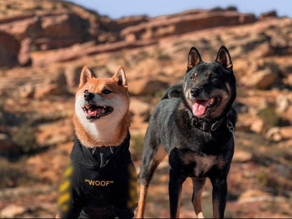 Stylish Dog Hoodie Dog Clothes Streetwear Cotton Sweatshirt Fashion Outfit for Dogs Cats Puppy Small Medium Large (5XL, Yellow)