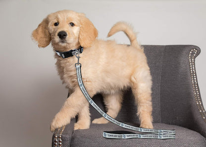 MLB PET Leash, Small, Tampa Bay Rays Dog Leash, Baseball Team Leash for Dogs & Cats. a Shiny & Colorful Dog & Cat Leash with Emboridered Team Name/Logo Licensed by the MLB