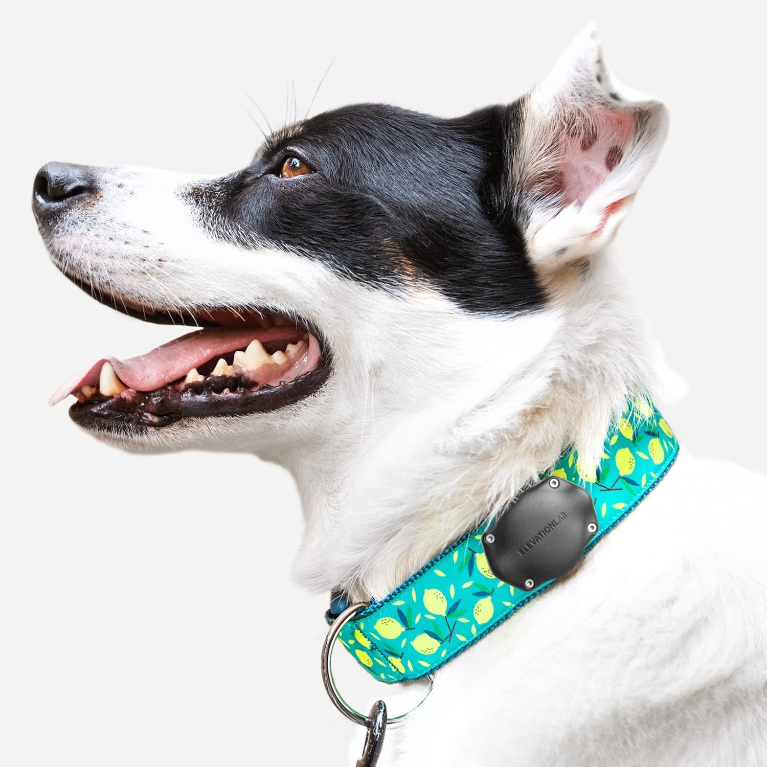 Tagvault Airtag Dog Collar Mount (Single) - IP69 Waterproof, Doesn'T Dangle, Fits All Width Collars, Glow in the Dark