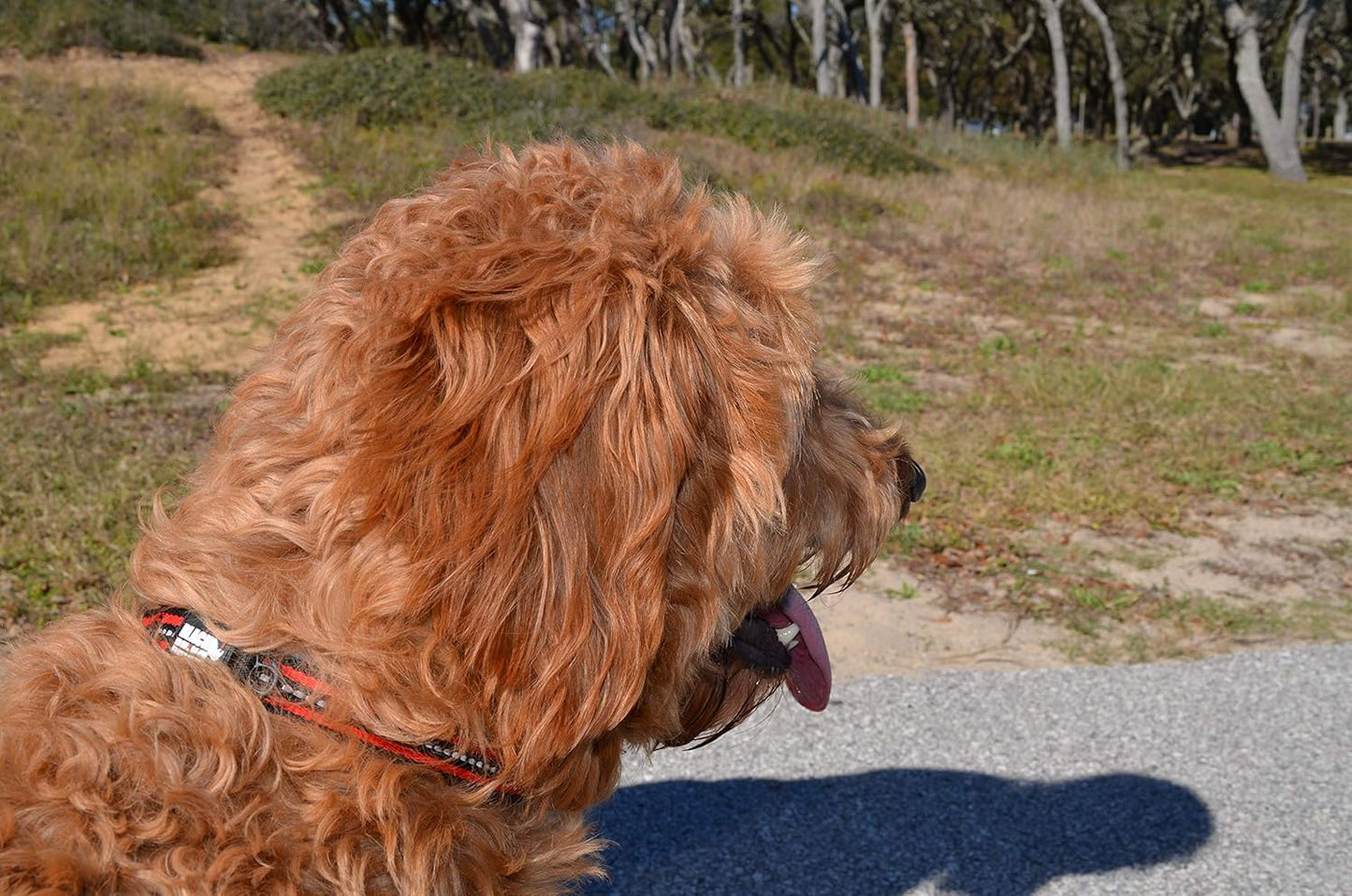 - the Hybrid Striped Dog Collar (Small) for Medium Large Breeds | Heavy Duty | Soft Padded Neoprene - Reflective & Adjustable - Matching Leashes Sold Separately