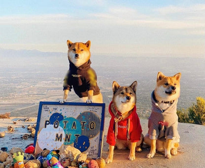 Stylish Dog Hoodie Dog Clothes Streetwear Cotton Sweatshirt Fashion Outfit for Dogs Cats Puppy Small Medium Large (5XL, Yellow)