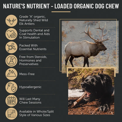 Premium Assorted Elk Antler Dog Chews - 1 lb Box with 7-8 Whole and Split Pieces