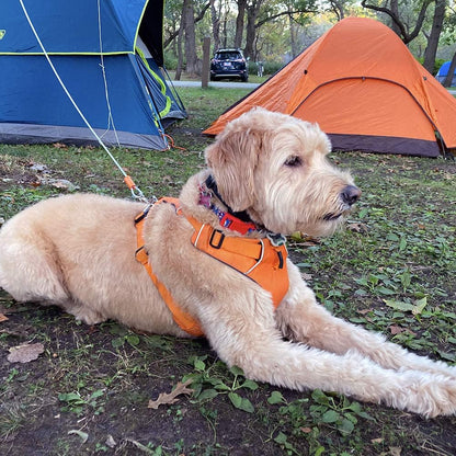 Dog Tie Out Cable 25 Feet - Heavy Duty Dog Lead up to 90 Pounds - Reflective & Rust-Free with Quick Release Swivel Clips & 360° Rotating Clasp - Tangle-Free Dogs Runner for Yard (Silver, Single)