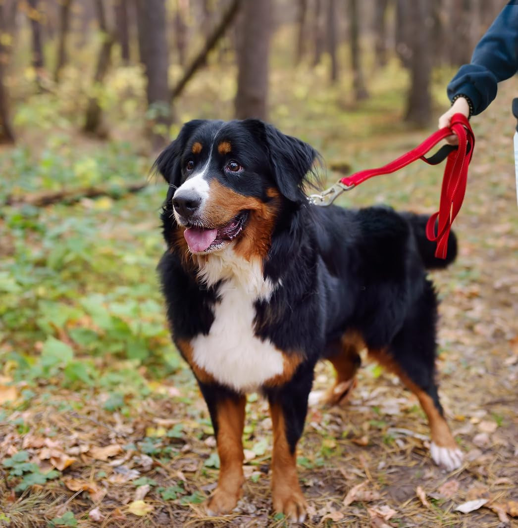 4FT 1IN Strong Red Dog Leash with 2 Padded Handles, Traffic Handle Extra Control, Comfortable Soft Dual Handle, Auto Lock Hook, Reflective Walking Lead for Small Medium and Large Dogs