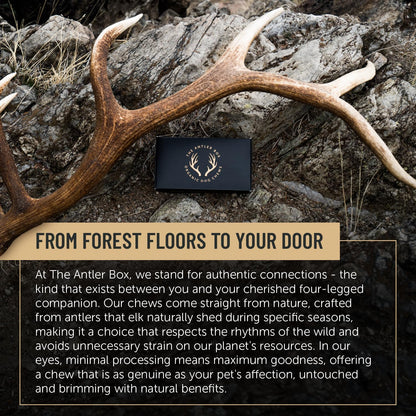 Premium Assorted Elk Antler Dog Chews - 1 lb Box with 7-8 Whole and Split Pieces